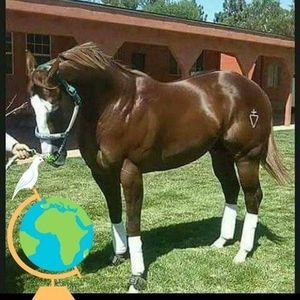 Meet your Posher, Jose